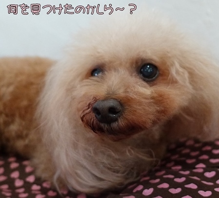 DSC07781.JPG