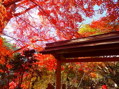 DSCF0392.jpg