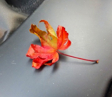 DSCF0613.jpg