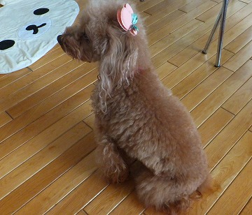 DSCF1254.jpg