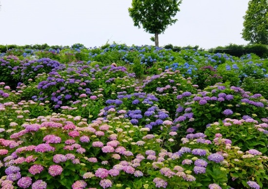 DSCF12951.jpg