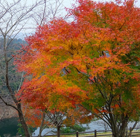 DSCF1661.jpg