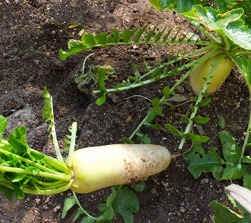 DSCF2462.jpg