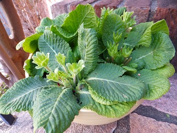 DSCF2666.jpg