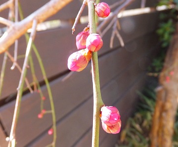 DSCF2846.jpg