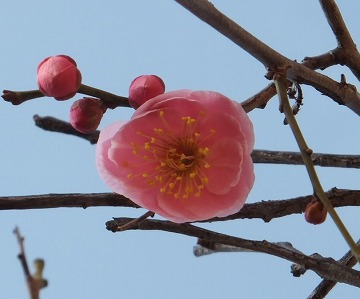 DSCF3138.jpg