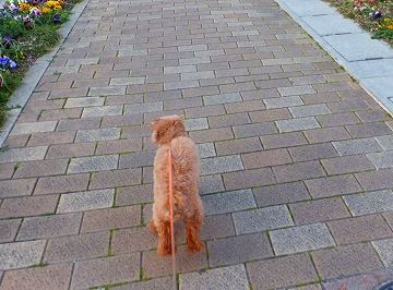DSCF3366.jpg