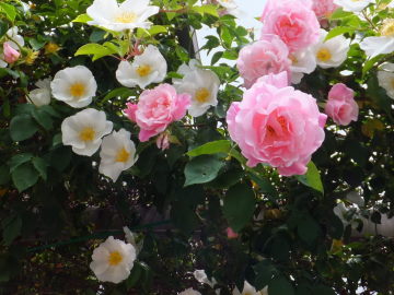 DSCF4247.JPG