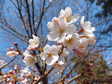 DSCF4471.jpg