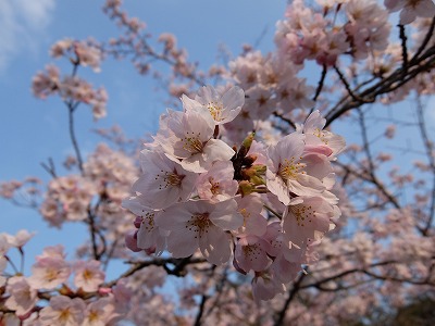 DSCF4590.jpg
