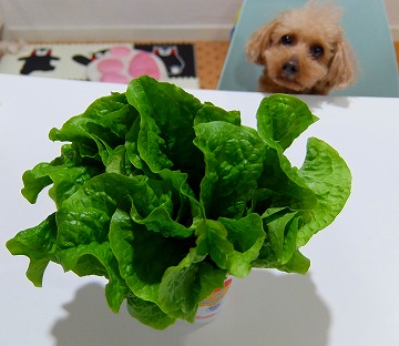 DSCF4809.jpg