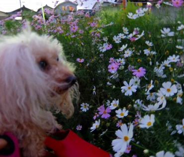 DSCF5306.jpg