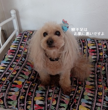 DSCF53831.jpg