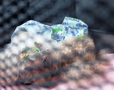 DSCF5605.jpg
