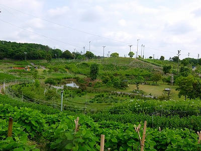 DSCF6084.jpg