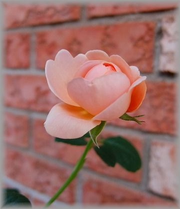 DSCF6232.jpg