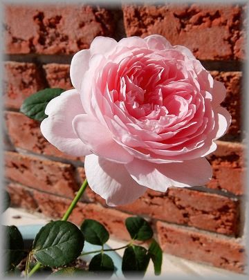 DSCF6244.jpg