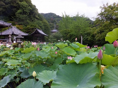 DSCF6285.jpg