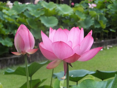DSCF6298.jpg