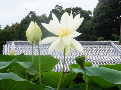 DSCF6305.jpg