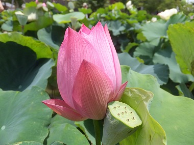 DSCF6439.jpg