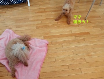DSCF6525.jpg