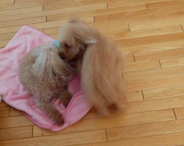 DSCF6528.jpg
