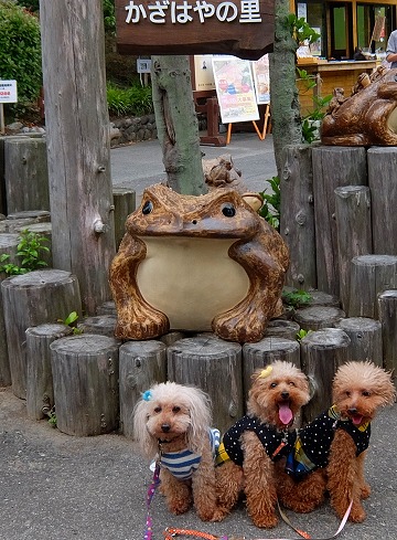 DSCF6596.jpg