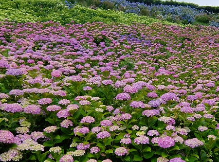 DSCF66091.jpg