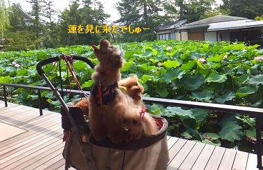 DSCF66111.jpg