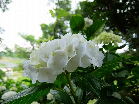 DSCF6679.jpg