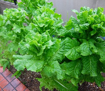 DSCF6811.jpg