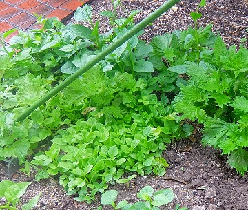 DSCF6813.jpg