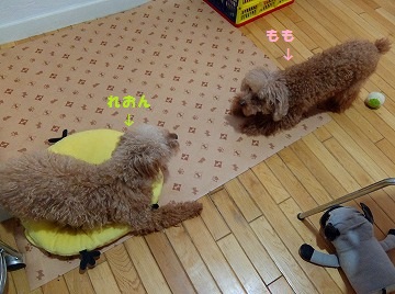 DSCF7131.jpg