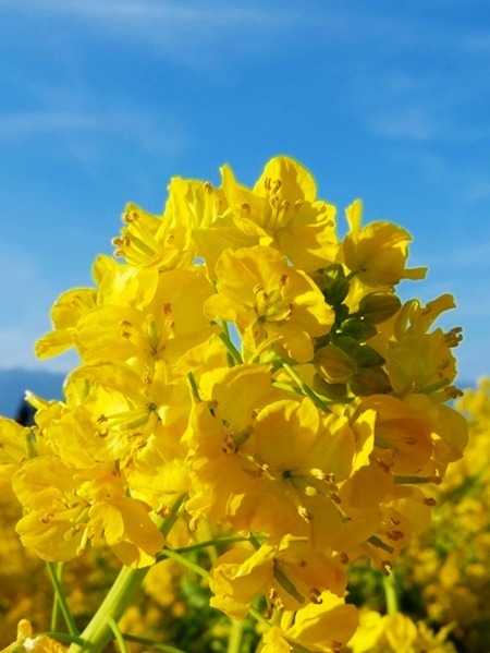 DSCF7132.jpg