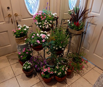 DSCF7554.jpg