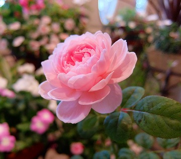 DSCF7557.jpg