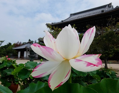 DSCF7611.jpg