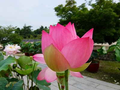 DSCF7647.jpg