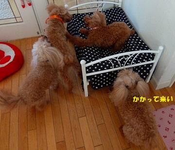 DSCF7997.jpg
