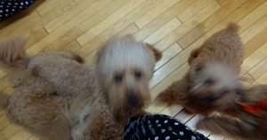 DSCF8431.jpg