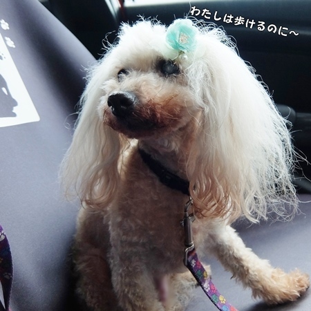DSCF8497.JPG