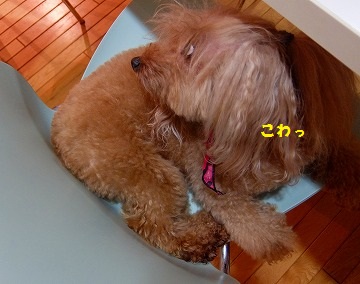 DSCF8861.jpg