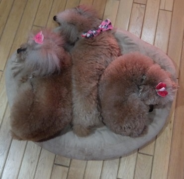 DSCF9171.jpg