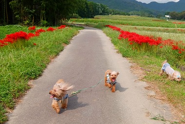 DSCF9379.jpg