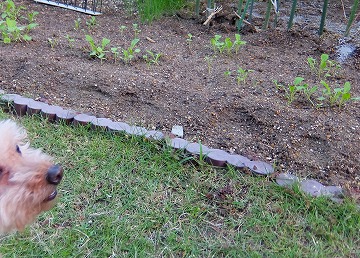DSCF96051.jpg