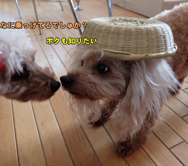 DSCF98001.jpg